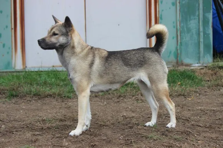 kishu kishu rasa psa