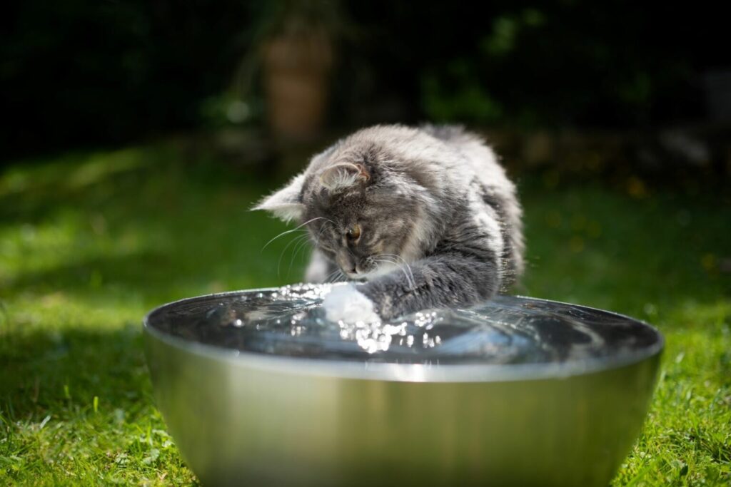 kot bawi się wodą