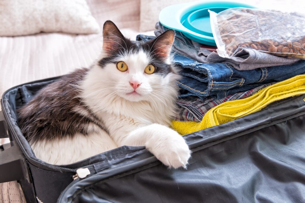 kot siedzący w walizce