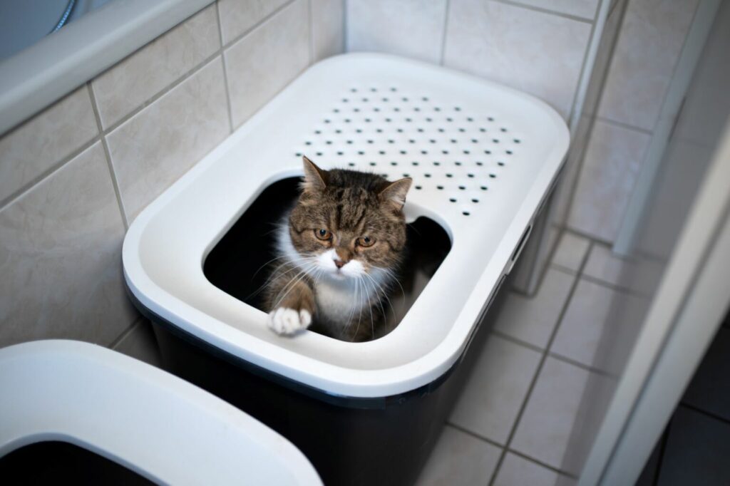 kuweta dla kota w łazience