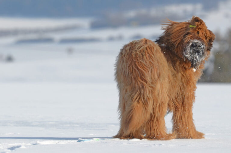 owczarek francuski briard