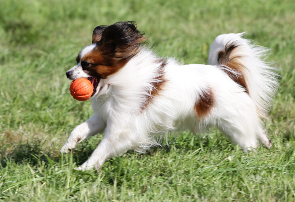 spaniel-kontynentalny-miniaturowy-bawi-sie-w-trawie spaniel-kontynentalny-miniaturowy-bawi-sie-w-trawie