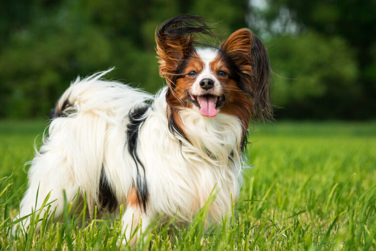 Papillon spaniel kontynentalny miniaturowy
