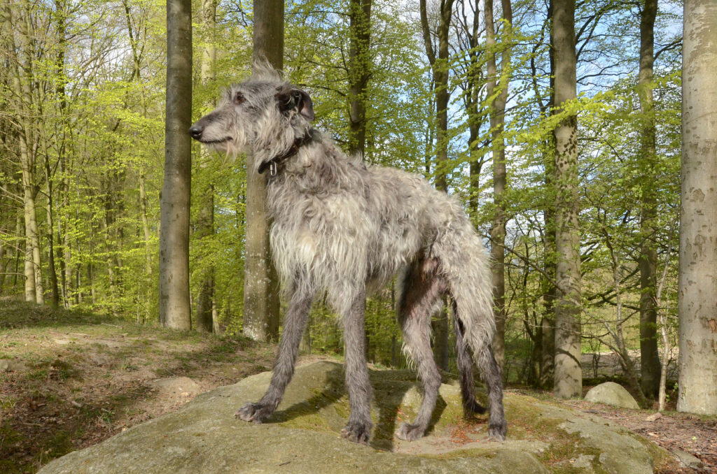 szary chart szkocki deerhound szary chart szkocki deerhound