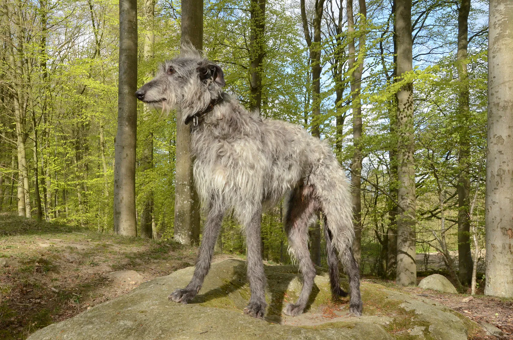 szary chart szkocki deerhound szary chart szkocki deerhound
