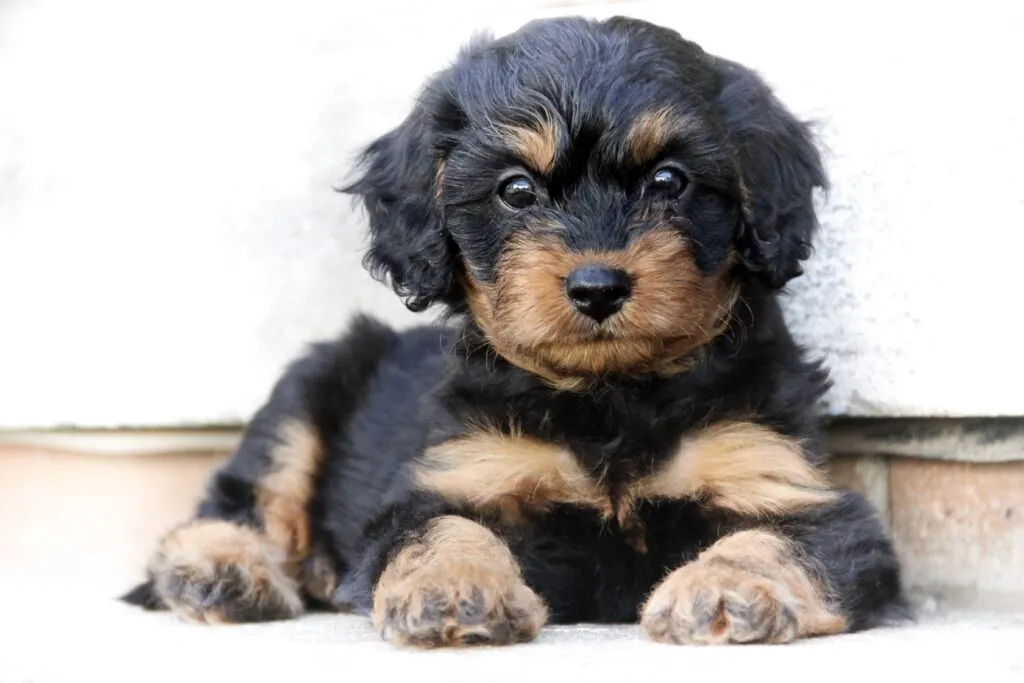 Cavapoo szczenię szczenię rasy cavapoo / cavoodle