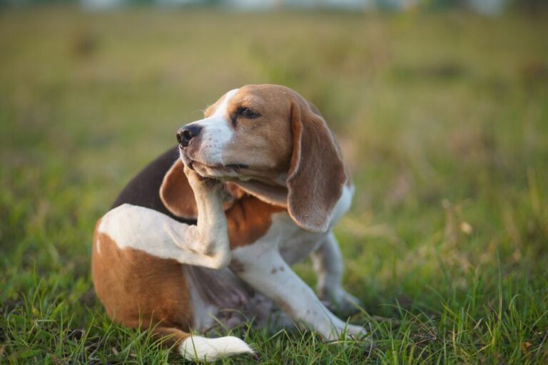 Drapiący się beagle