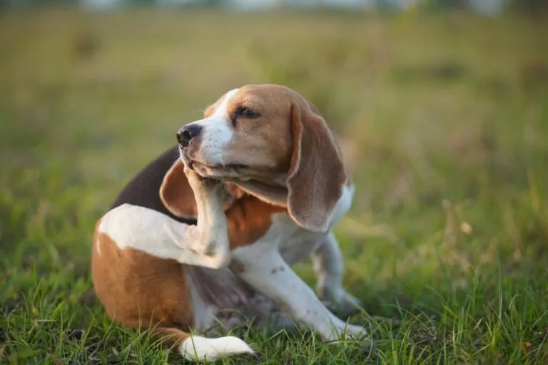 Alergia u psa Drapiący się beagle