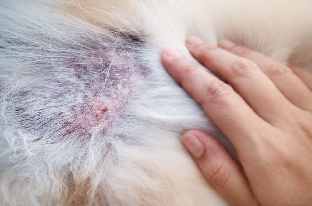 Alergiczne zapalenie skóry u psa