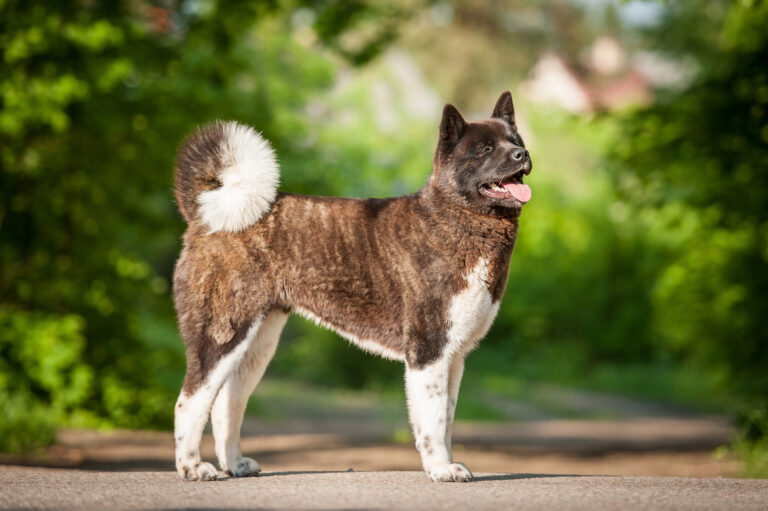 Śliczny Fila Brasileiro (brazylijski Mastif) Portret Szczeniaka