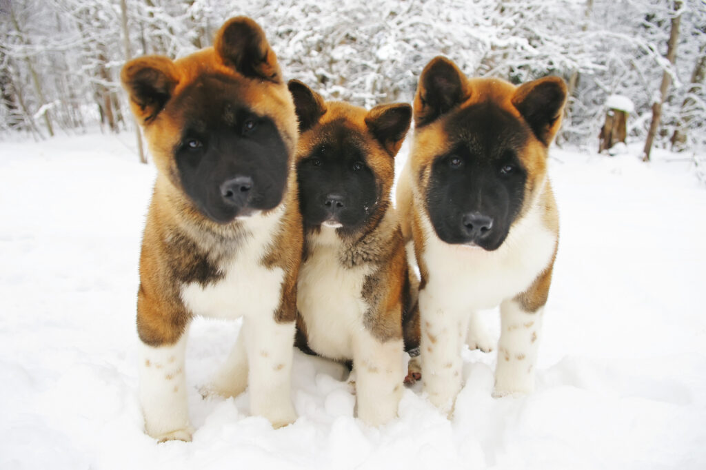 akita amerykańska szczenięta w śniegu akita amerykańska szczenięta w śniegu