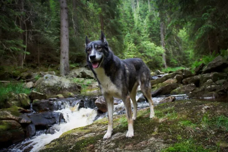 Alaskan Husky rasa Alaskan Husky