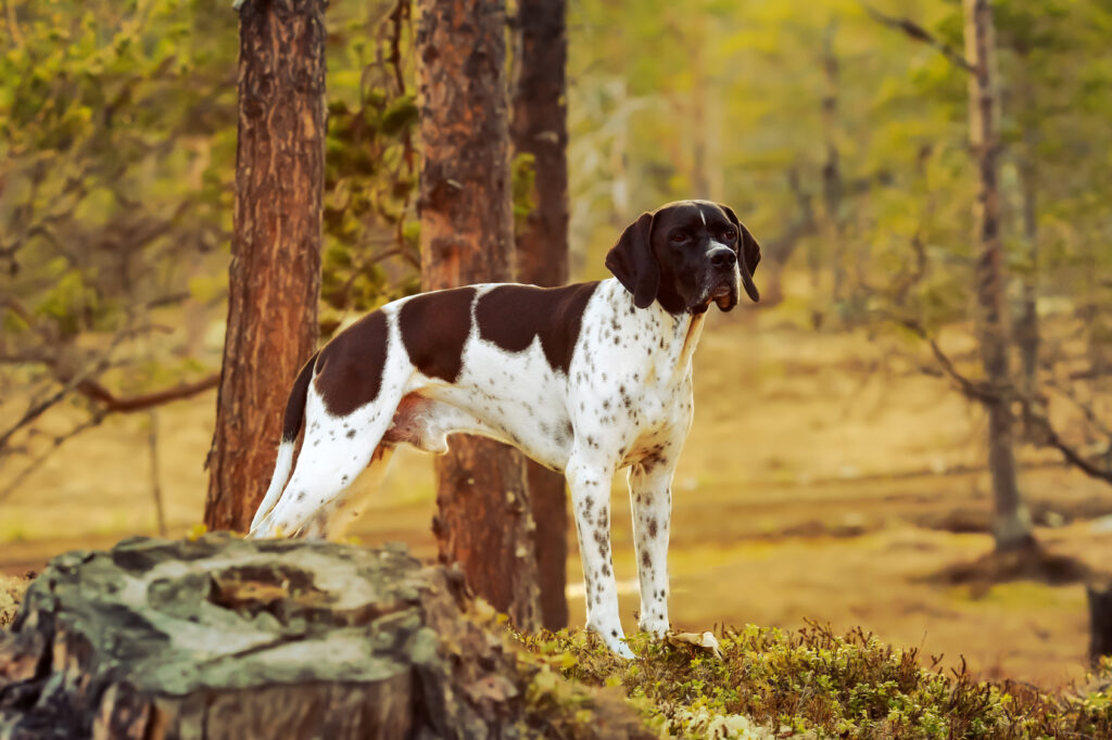 english-pointer-pies