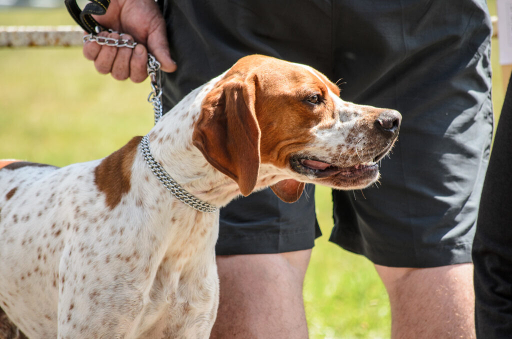 english pointer rasa psa