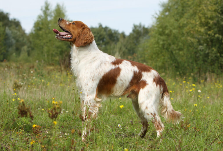 rasa epagneul breton spaniel bretoński