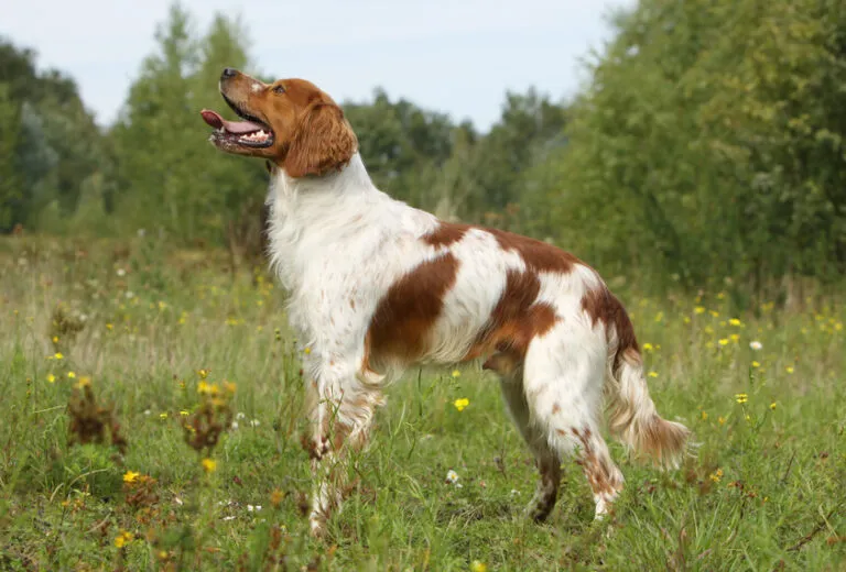 epagneul breton spaniel bretoński rasa epagneul breton spaniel bretoński