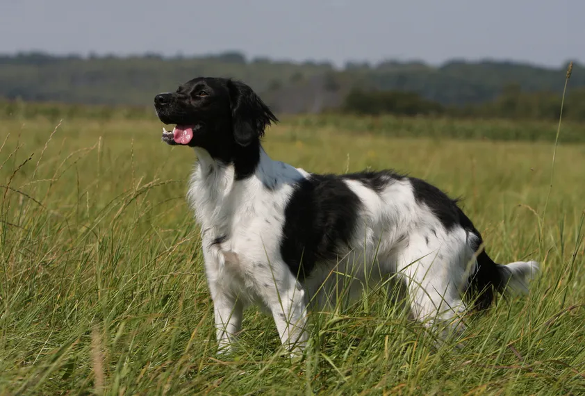 epagneul breton spaniel bretoński biało-czarny