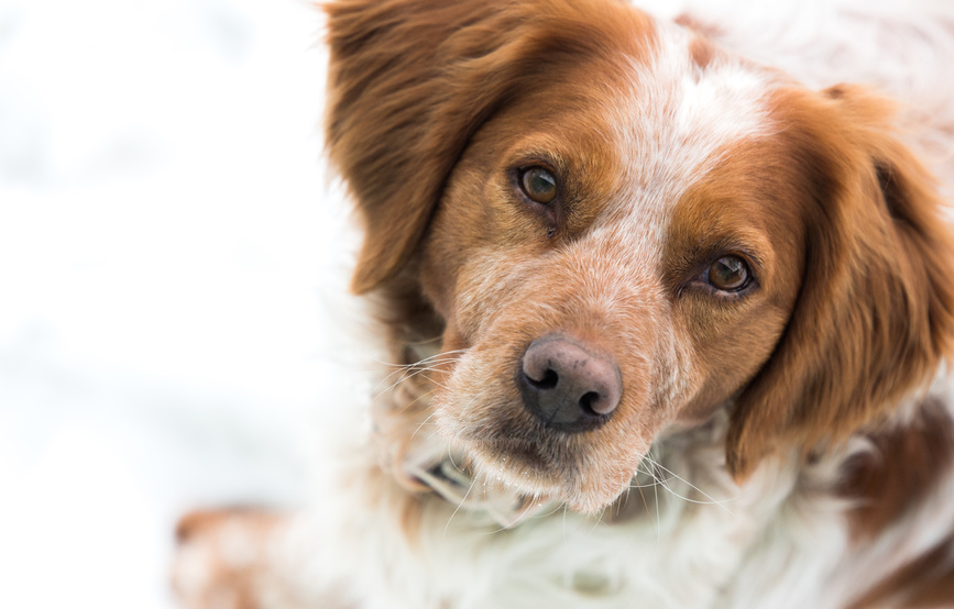 epagneul breton spaniel bretoński pysk