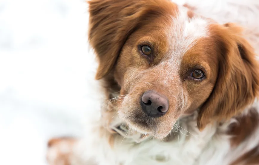 epagneul breton spaniel bretoński pysk epagneul breton spaniel bretoński pysk