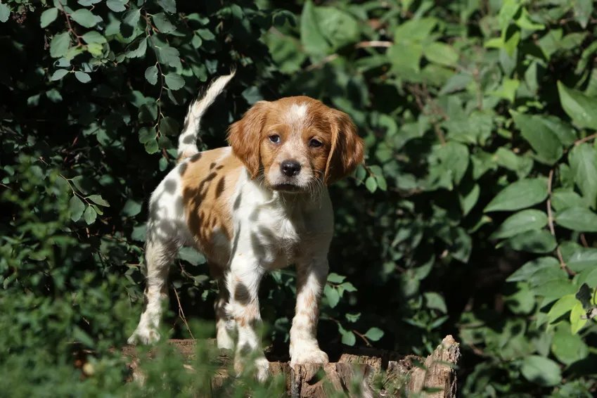 epagneul breton spaniel bretoński szczenię