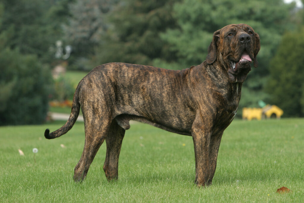 fila brasileiro w trawie