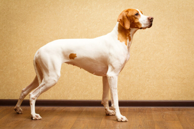 English Pointer