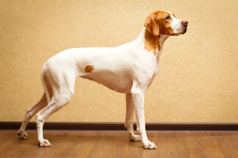 English Pointer English Pointer