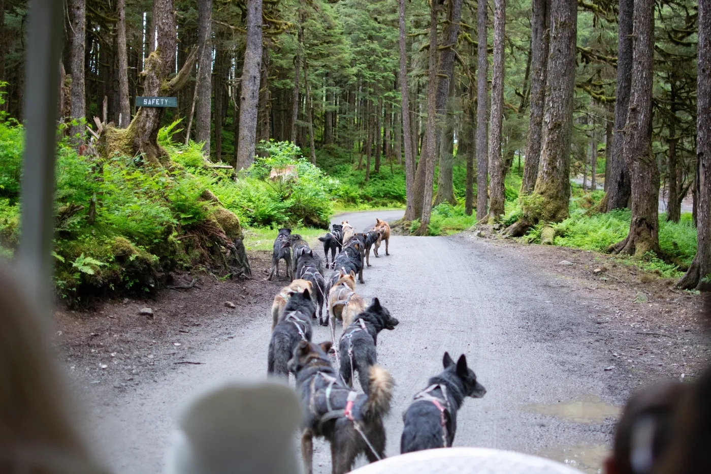 psy zaprzęgowe alaskan husky zaprzęg psów