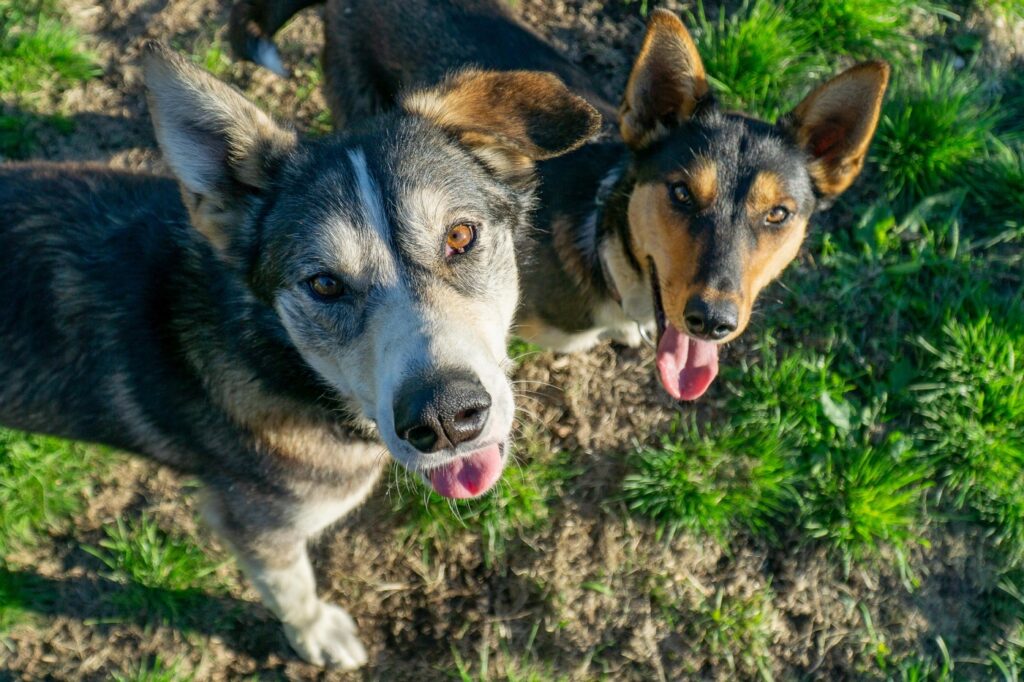 Psy Alaskan Husky bawią się na łące