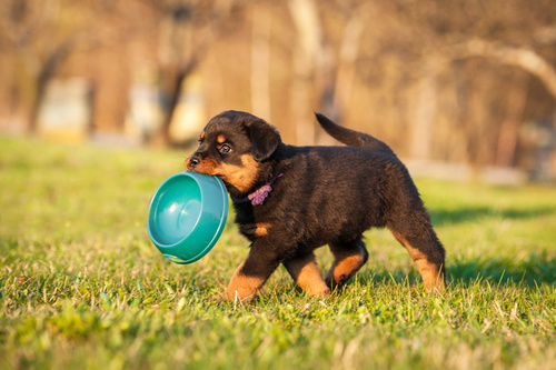 szczenię rasy rottweiler z miską