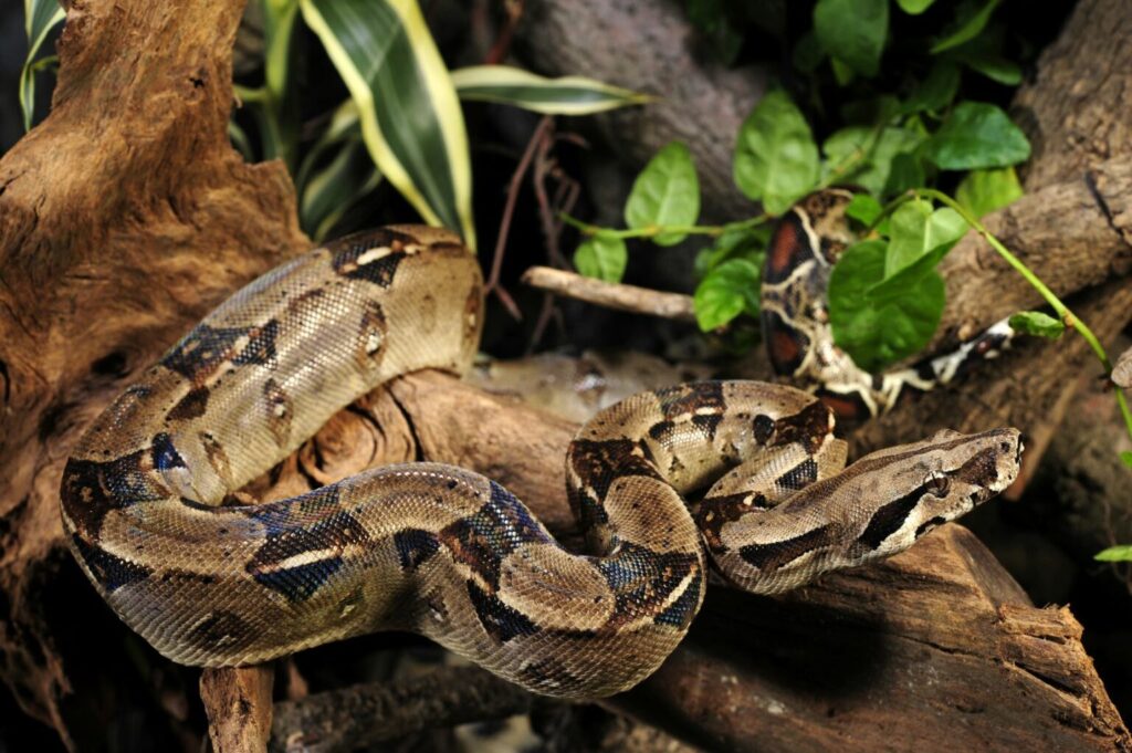 Boa constrictor w terrarium Boa constrictor w terrarium