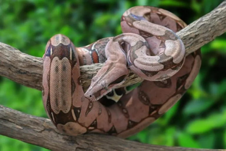Boa dusiciel Boa constrictor