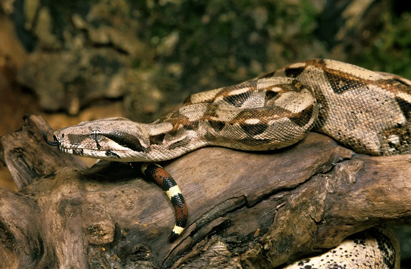 Boa dusiciel na gałęzi Boa constrictor na gałęzi