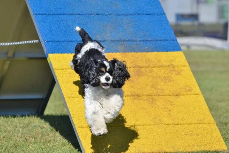 Cocker spaniel trenuje agility