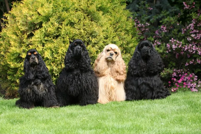 Cocker spaniele amerykańskie na trawie