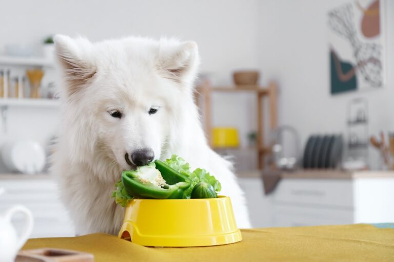 dieta wegańska dla psów