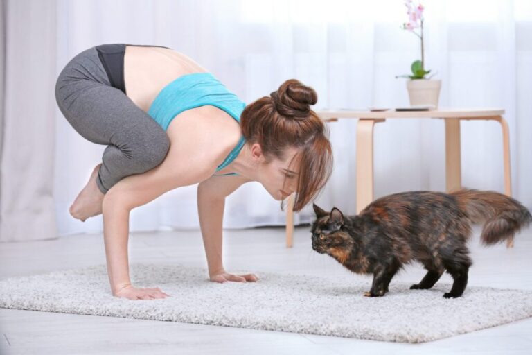 Cat yoga