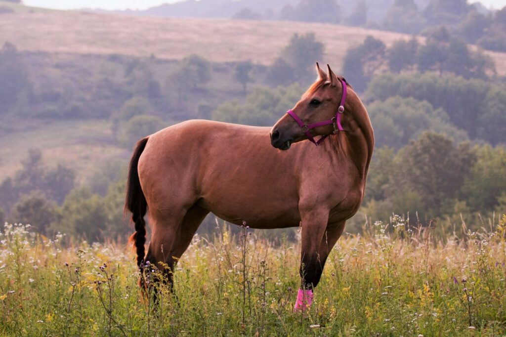 Quarter horse umaszczenie brązowe