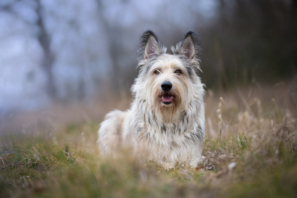 berger de picardie portret