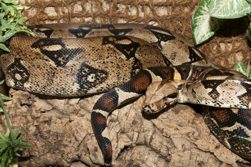 boa constrictor na słońcu boa constrictor wygrzewa się na słońcu