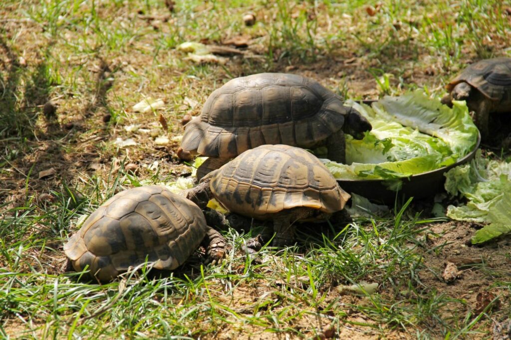 żółwie greckie w grupie