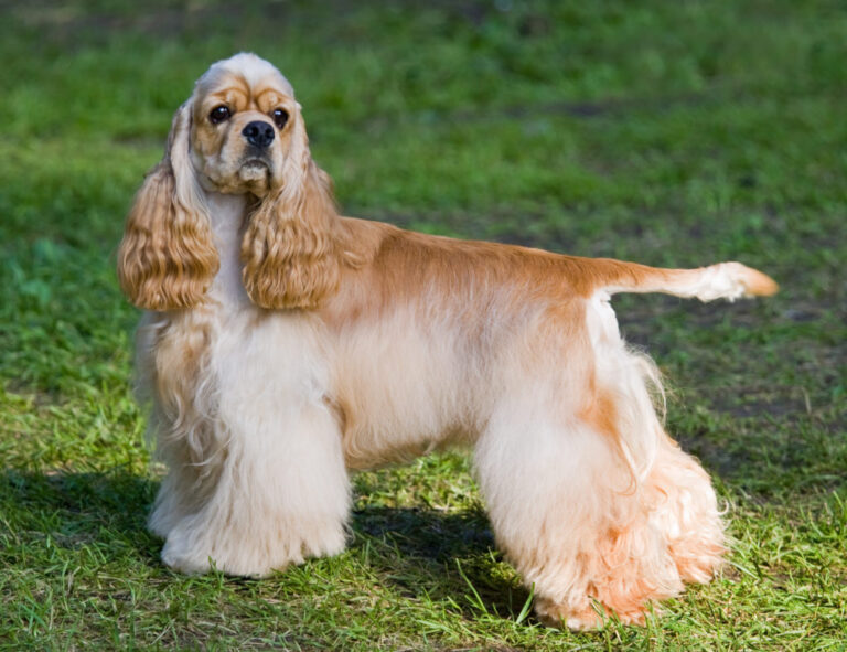 cocker spaniel amerykański