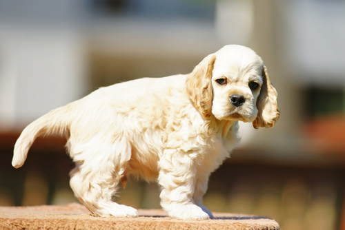 cocker spaniel amerykański szczenię