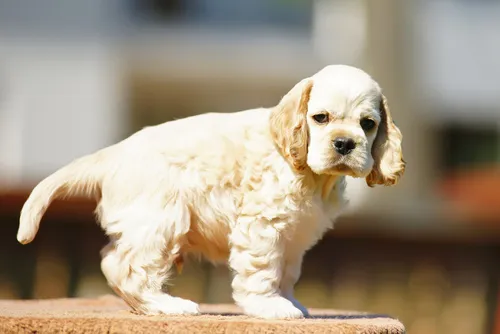 cocker spaniel amerykański szczenię cocker spaniel amerykański szczenię