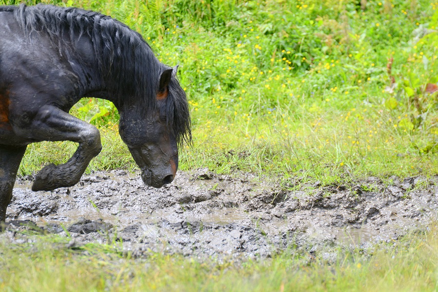 zapobieganie grudom u koni