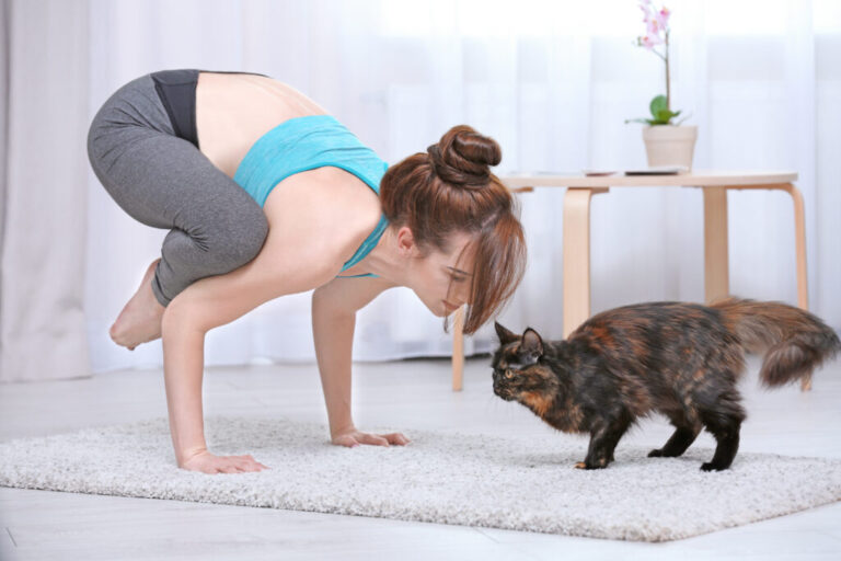 yoga z kotem cat yoga