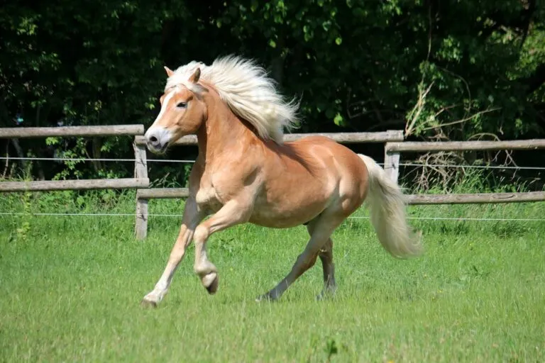 kucyk pony kuc