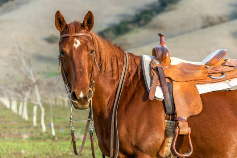 American Quarter Horse w siodle