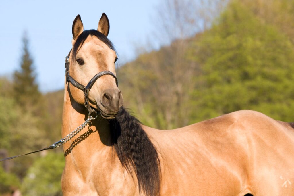 Quarter horse z warkoczem