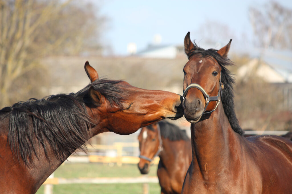 jak zrozumieć język konia